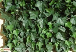 Haie De Lierre Artificielle 250 Feuilles 3 M²