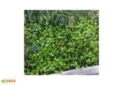 Haie Artificielle Feuilles De Rosier Treillis Extensible Sur Mesure 1x2m