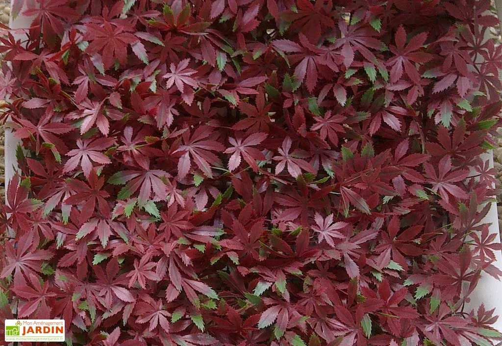 Mur Végétal Artificiel En PVC Vigne Rouge - 1 M² 1 Mur Végétal Artificiel En PVC Vigne Rouge - 1 M²